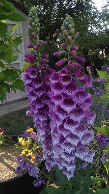 purple bell flowers